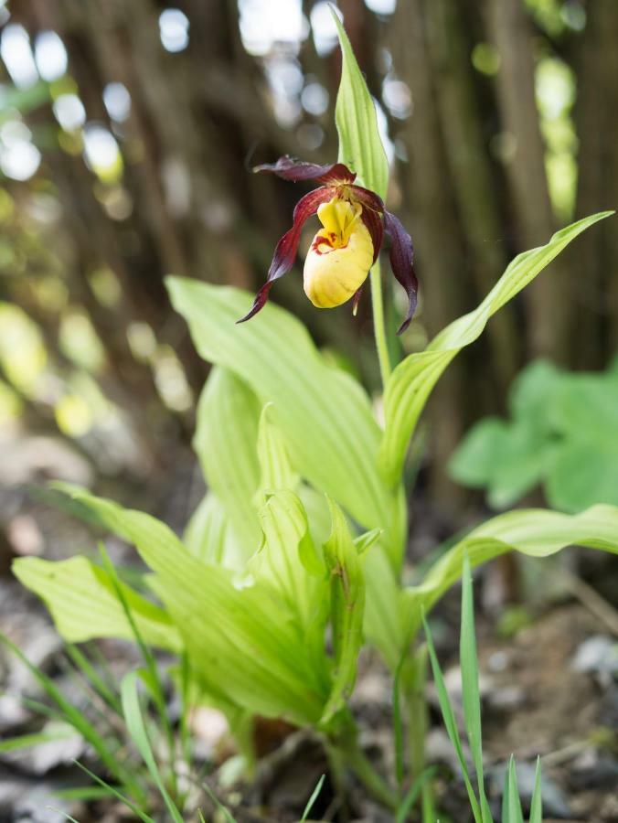 Ferienhaus Blumenparadies Stainz Eksteriør billede